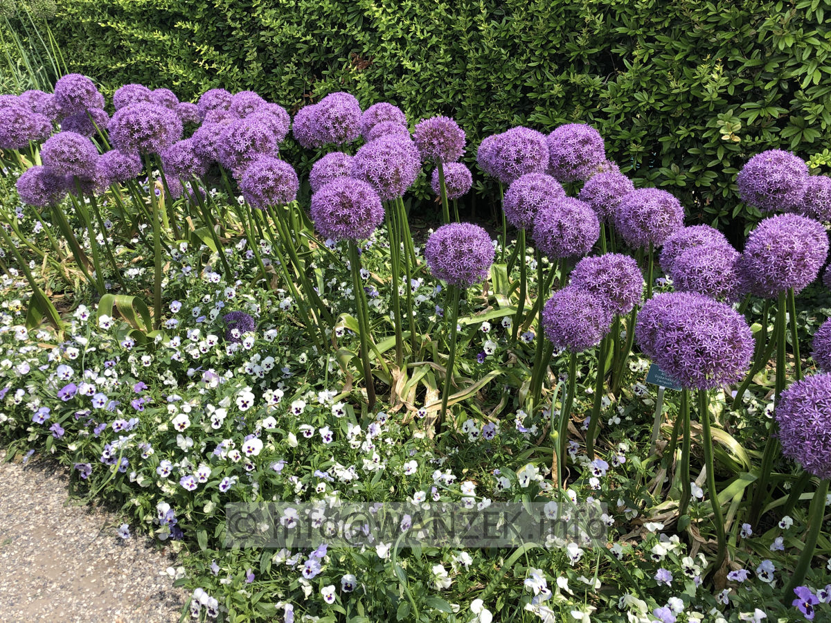 Allium giganteum Globemaster 01.JPG